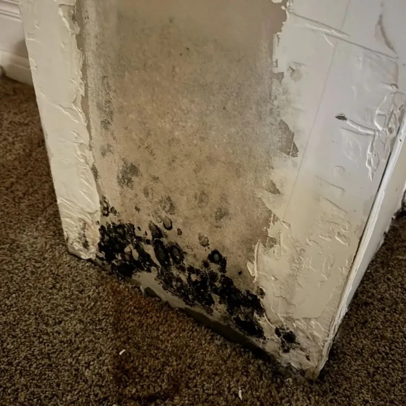 Professional Mold Removal in Mount Pleasant, SC